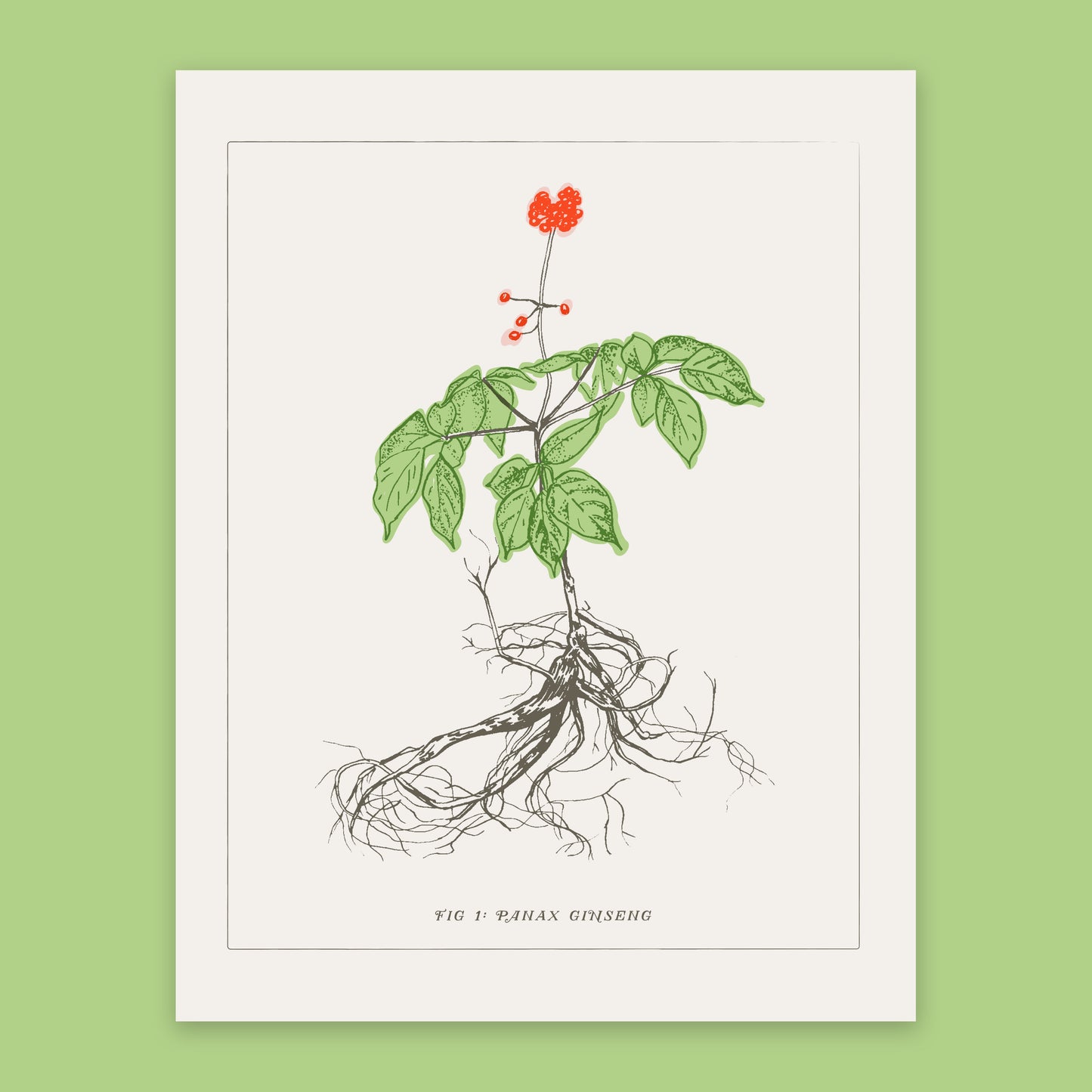 Ginseng Print