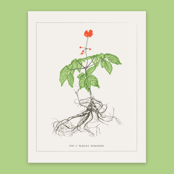 Ginseng Print