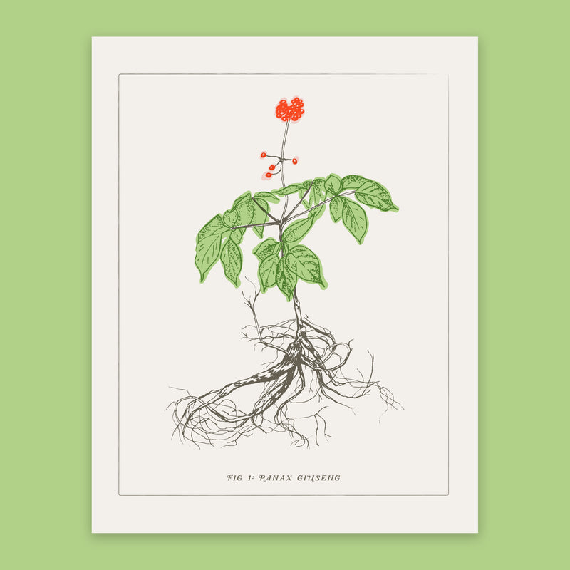 Ginseng Print